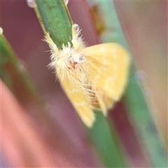 Euproctis lutea at Townsville City, QLD - 29 May 2025 07:23 AM