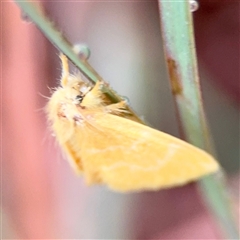 Euproctis lutea at Townsville City, QLD - 29 May 2025 07:23 AM