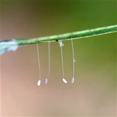 Neuroptera (order) at Townsville City, QLD - 29 May 2025 by Hejor1