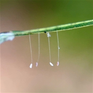 Neuroptera (order) at Townsville City, QLD - Yesterday by Hejor1