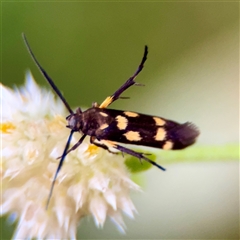 Eretmocera (genus) (Scythrididae family) at Townsville City, QLD - 29 May 2025 by Hejor1