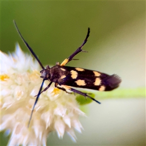 Eretmocera (genus) (Scythrididae family) at Townsville City, QLD - Yesterday by Hejor1
