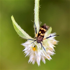 Eretmocera (genus) (Scythrididae family) at Townsville City, QLD - Yesterday 07:16 AM