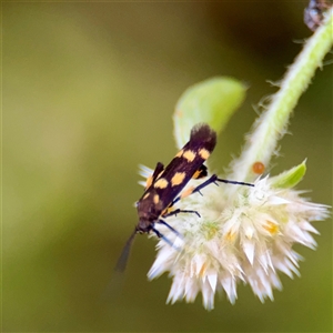 Eretmocera (genus) (Scythrididae family) at Townsville City, QLD - Yesterday 07:16 AM