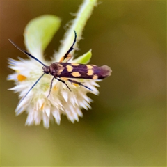 Eretmocera (genus) (Scythrididae family) at Townsville City, QLD - Yesterday 07:16 AM