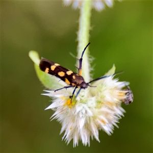 Eretmocera (genus) (Scythrididae family) at Townsville City, QLD - Yesterday 07:16 AM