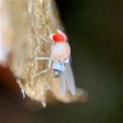 Drosophila sp. (genus) at Townsville City, QLD - 29 May 2025 by Hejor1