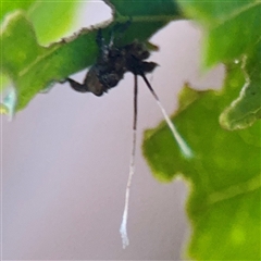 Fulgoroidea (superfamily) at Townsville City, QLD - 29 May 2025 by Hejor1