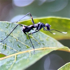 Diptera (order) at Townsville City, QLD - 29 May 2025 by Hejor1