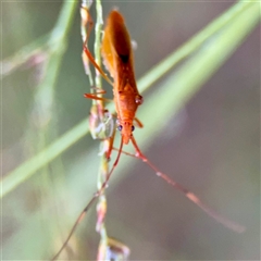 Hemiptera (order) at Townsville City, QLD - 29 May 2025 by Hejor1