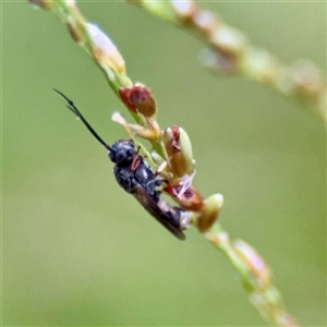 Apocrita (suborder) at Townsville City, QLD - Yesterday by Hejor1