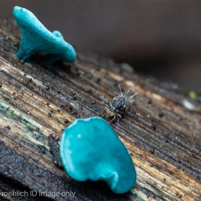 Symphypleona sp. (order) (Globular springtail) at Paddys River, ACT - 28 May 2025 by Cristy1676