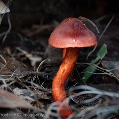 Cortinarius sp. at Paddys River, ACT - 28 May 2025 by Cristy1676