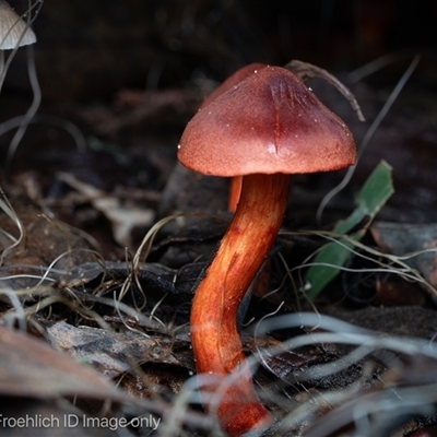 Cortinarius sp. at Paddys River, ACT - 28 May 2025 by Cristy1676