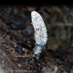 Cordyceps sp. (genus) at Paddys River, ACT - 28 May 2025 by Cristy1676