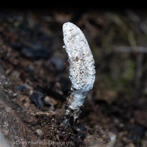 Cordyceps sp. (genus) at Paddys River, ACT - 28 May 2025 by Cristy1676