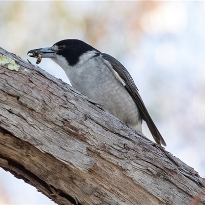 Cracticus torquatus (Grey Butcherbird) at Hawker, ACT - 4 May 2025 by AlisonMilton