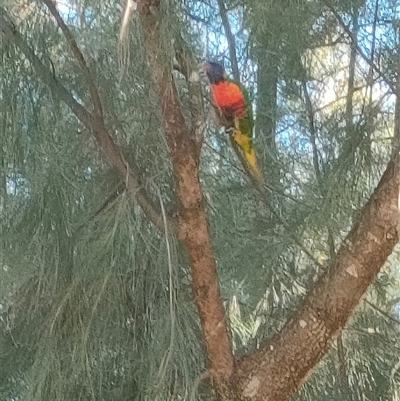 Trichoglossus moluccanus (Rainbow Lorikeet) at Weston, ACT - 29 May 2025 by KateU