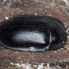 Pterohelaeus striatopunctatus (Darkling beetle) at Flynn, ACT - 28 May 2025 by kasiaaus