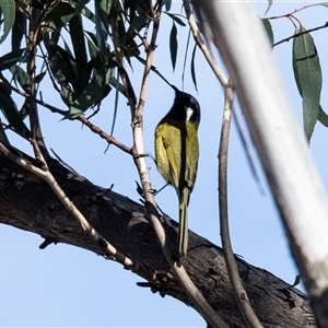 Nesoptilotis leucotis at Weetangera, ACT - 4 May 2025 by AlisonMilton
