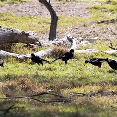 Gymnorhina tibicen (Australian Magpie) at Hawker, ACT - 4 May 2025 by AlisonMilton