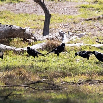 Gymnorhina tibicen (Australian Magpie) at Hawker, ACT - 4 May 2025 by AlisonMilton