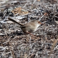 Malurus cyaneus (Superb Fairywren) at Hawker, ACT - 4 May 2025 by AlisonMilton