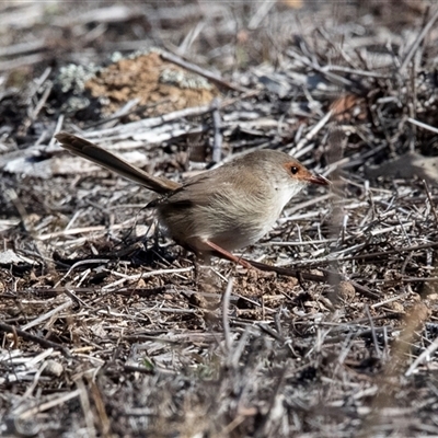 Malurus cyaneus (Superb Fairywren) at Hawker, ACT - 4 May 2025 by AlisonMilton