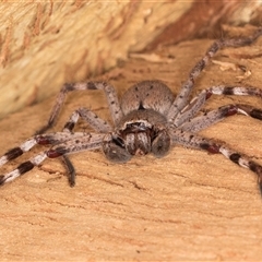 Isopedella pessleri (A huntsman spider) at Flynn, ACT - 28 May 2025 by kasiaaus
