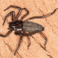 Unverified Other hunting spider at Flynn, ACT - 28 May 2025 by kasiaaus