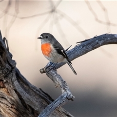 Petroica boodang (Scarlet Robin) at Hawker, ACT - 4 May 2025 by AlisonMilton