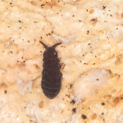 Hypogastrura sp. (genus) (A Springtail) at Flynn, ACT - 28 May 2025 by kasiaaus