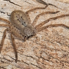 Isopeda canberrana (Canberra Huntsman Spider) at Flynn, ACT - 28 May 2025 by kasiaaus