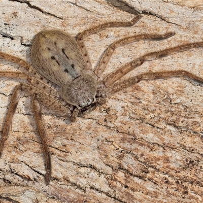 Isopeda canberrana (Canberra Huntsman Spider) at Flynn, ACT - 28 May 2025 by kasiaaus