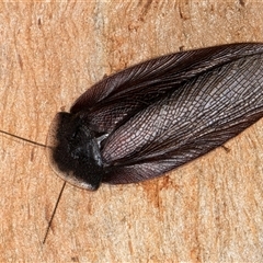 Laxta granicollis (Common bark or trilobite cockroach) at Flynn, ACT - 28 May 2025 by kasiaaus