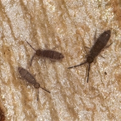 Entomobryomorpha (order) (Entomobryomorph springtail) at Flynn, ACT - 28 May 2025 by kasiaaus