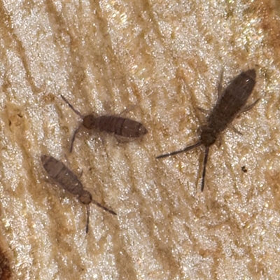 Entomobryomorpha (order) (Entomobryomorph springtail) at Flynn, ACT - 28 May 2025 by kasiaaus