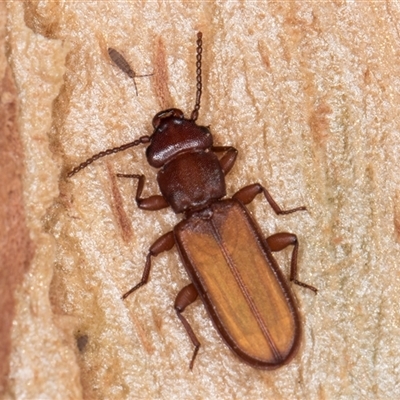 Platisus sp. (genus) (Flat bark beetle) at Flynn, ACT - 28 May 2025 by kasiaaus