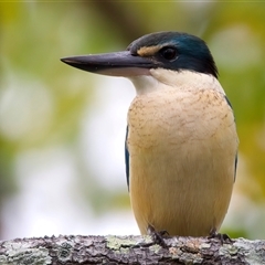 Todiramphus sanctus at Bongaree, QLD - 19 May 2025 by jb2602