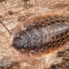 Laxta sp. (genus) (Bark cockroach) at Flynn, ACT - 28 May 2025 by kasiaaus