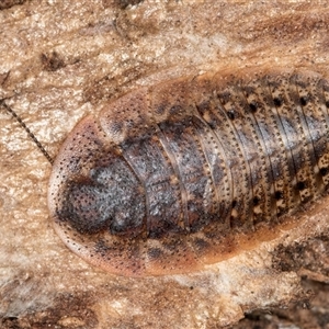 Laxta granicollis at Flynn, ACT - 28 May 2025 by kasiaaus