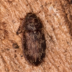 Neaspis variegata (Trogossitid beetle) at Flynn, ACT - 28 May 2025 by kasiaaus