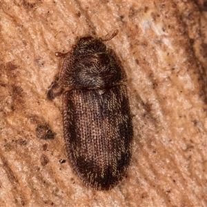 Unverified Beetle (Coleoptera) at Flynn, ACT - 28 May 2025 by kasiaaus