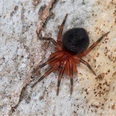 Scotospilus sp. (genus) at Flynn, ACT - 28 May 2025 by kasiaaus