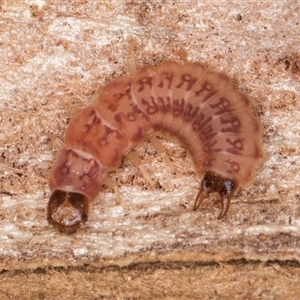 Melyridae (family) at Flynn, ACT - 28 May 2025 by kasiaaus