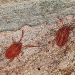 Unverified Mite and Tick (Acarina) at Flynn, ACT - 28 May 2025 by kasiaaus