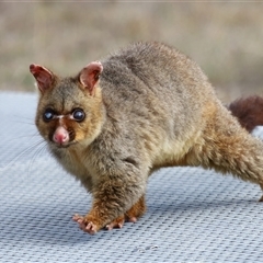 Trichosurus vulpecula (Common Brushtail Possum) at Throsby, ACT - 15 May 2025 by TimL