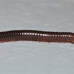 Ommatoiulus moreleti at Acton, ACT - 14 May 2025 by TimL