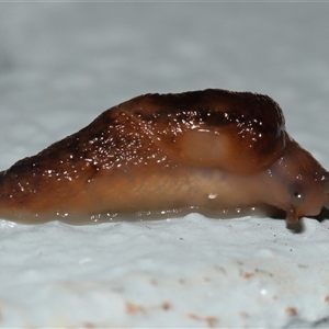 Unverified Snail or Slug (Gastropoda) at Acton, ACT - 14 May 2025 by TimL