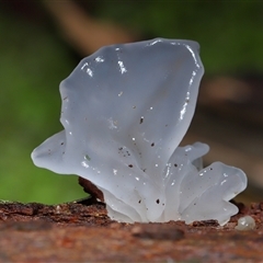 Tremella fuciformis at Paddys River, ACT - 28 May 2025 by TimL